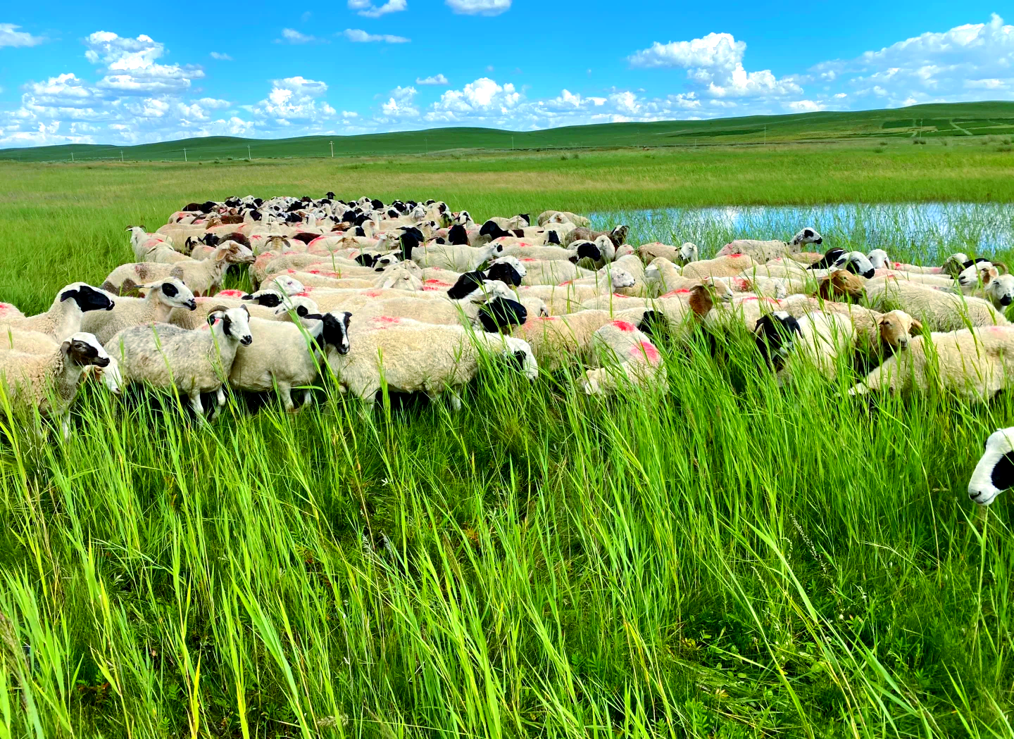 绒羊群在高原上行走