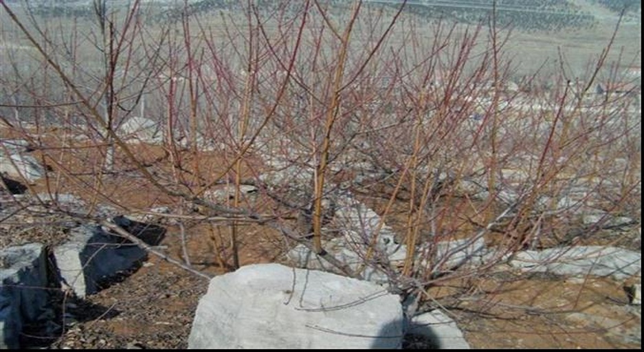 一名园林技术人员正在对一株大型藤本月季进行冬季修剪,手持修枝剪,动作规范,地上堆放已剪下的枯枝,背景为冬季园林景观,体现标准化作业场景 藤本月季冬季修剪示范现场