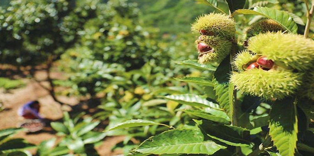 栗子树挂满带刺果实的秋季景象