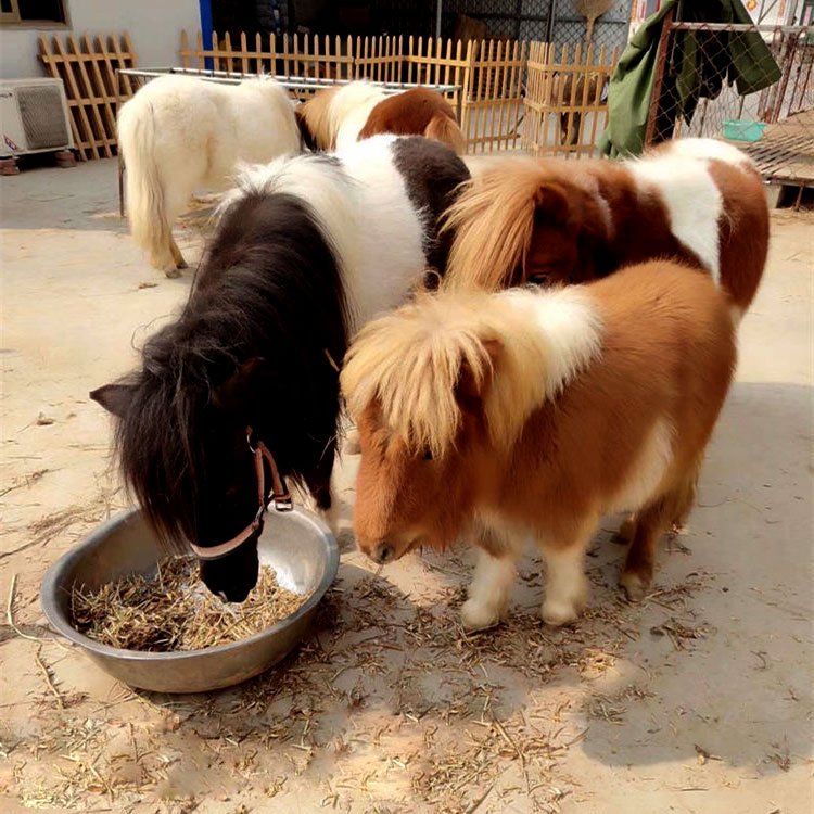 草泥马的网络形象