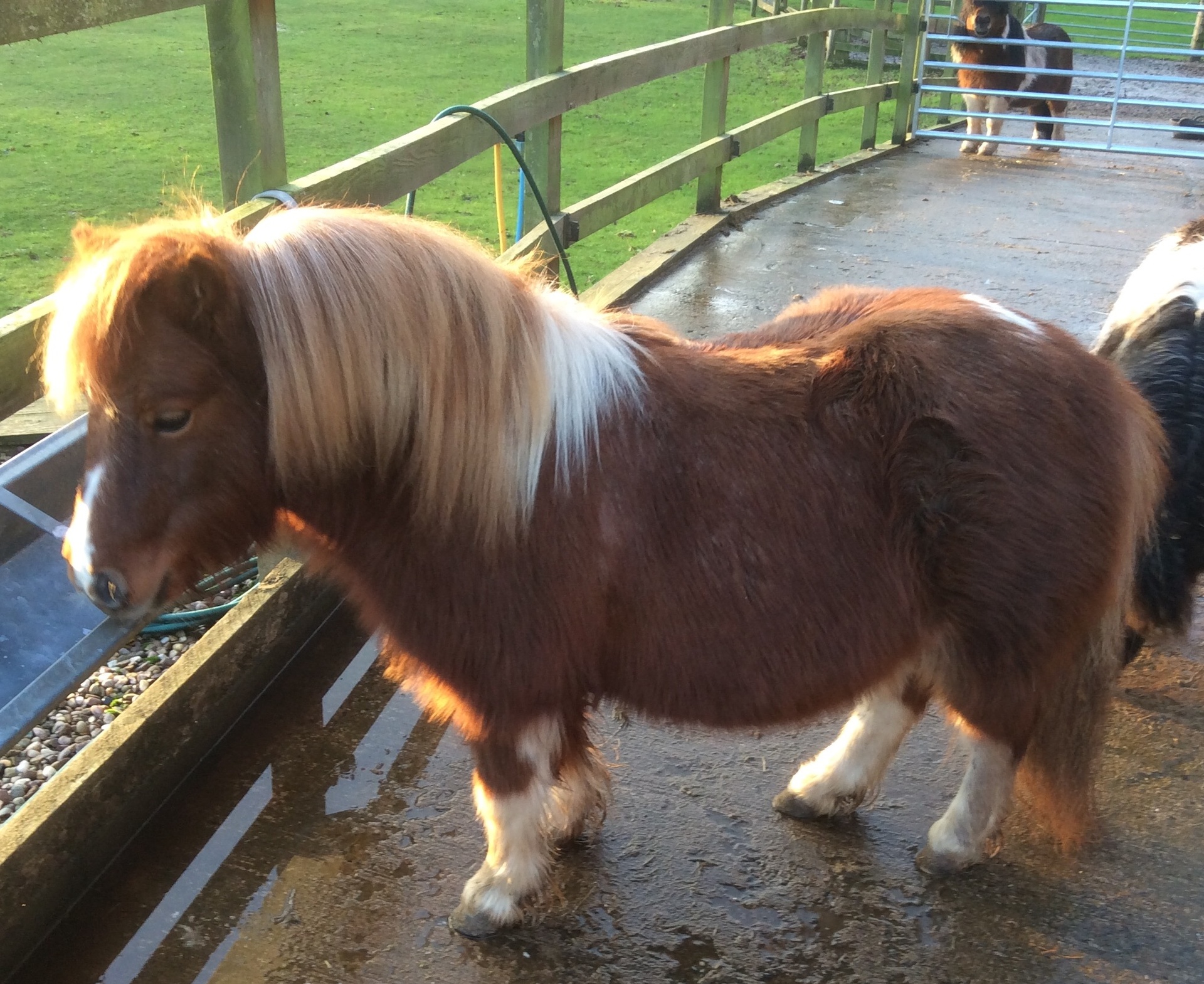 英格兰小矮马站立特写