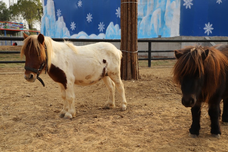 白色小矮马与儿童在农场互动场景