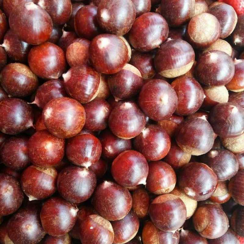 新鲜栗子特写,展示其外壳与内部果仁 栗子特写