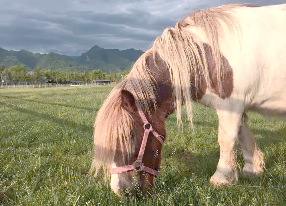 安第斯山脉中的野生骆马群