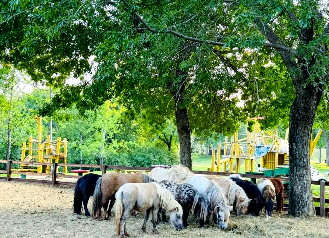 儿童骑乘矮马场景
