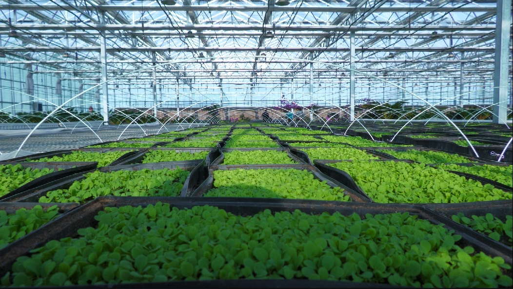 展示现代化育苗温室内的松花菜穴盘育苗场景,整齐排列的黑色塑料穴盘中幼苗生长健壮,叶片翠绿,工作人员正在进行喷水管理,背景可见温控设备与遮阳系统 松花菜穴盘育苗现场图