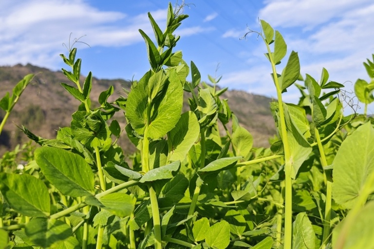 毛豆植株特写