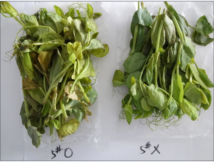 图示豌豆尖(左)与豌豆苗(右)在形态上的明显差异,豌豆尖为顶端嫩芽,豌豆苗为整株幼苗 豌豆尖与豌豆苗对比图