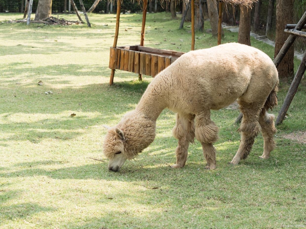 羊驼在农场中悠闲吃草