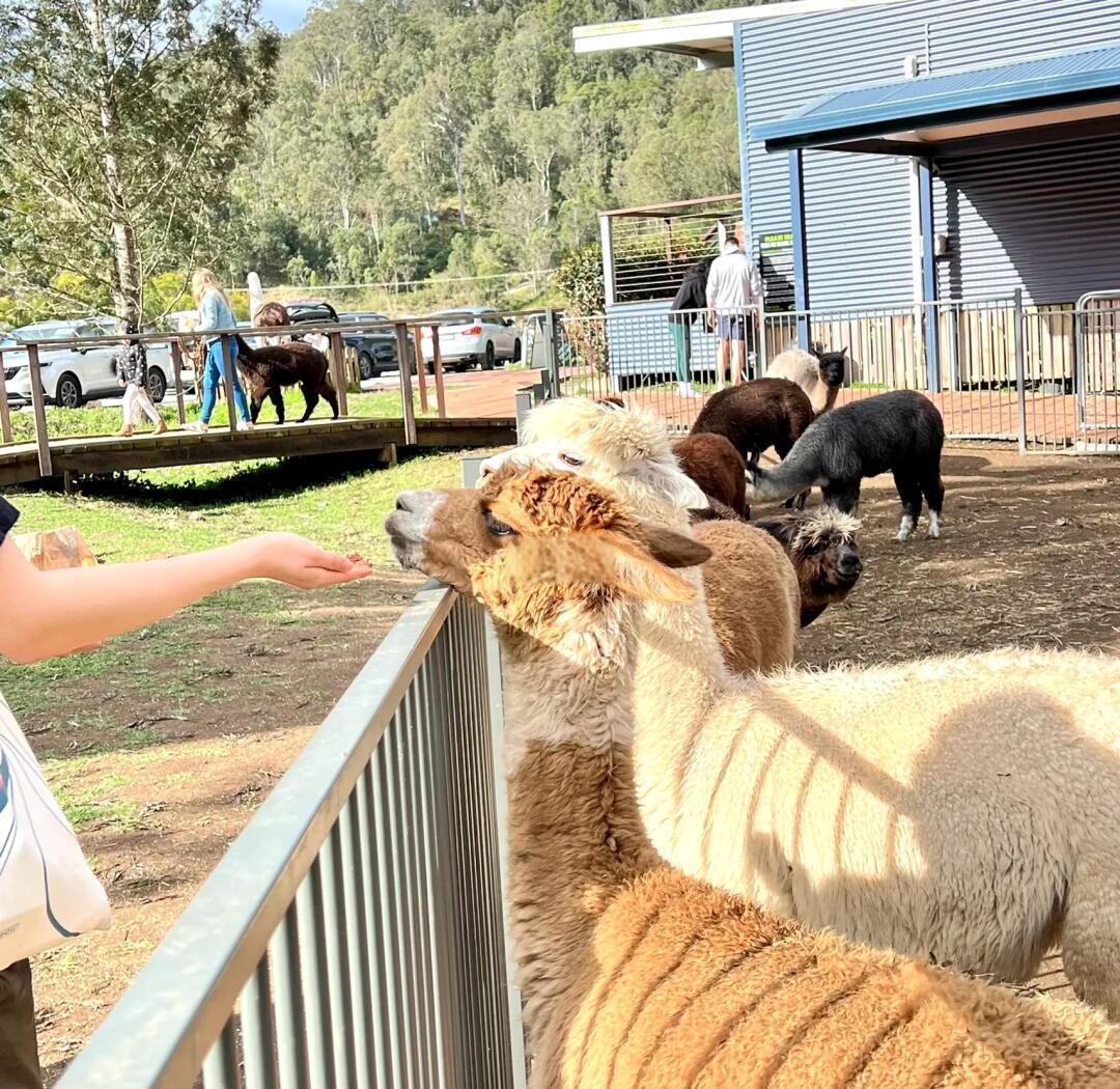 一个家庭在农场围栏外与三只羊驼互动，孩子伸手触摸羊驼头部，父母微笑拍照，背景为蓝天白云和木质栅栏
