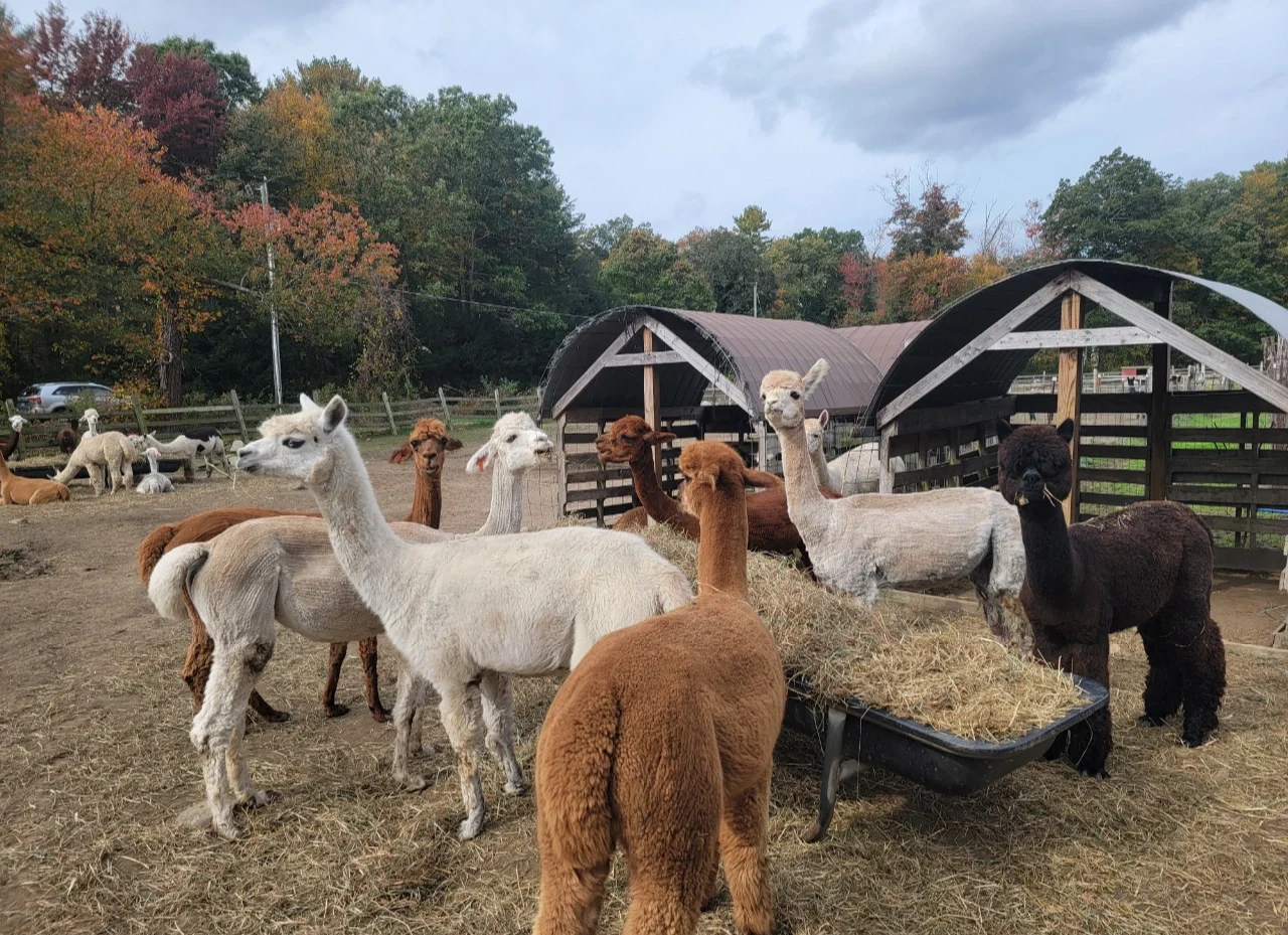 苏尼特活羊群在草原上放牧场景