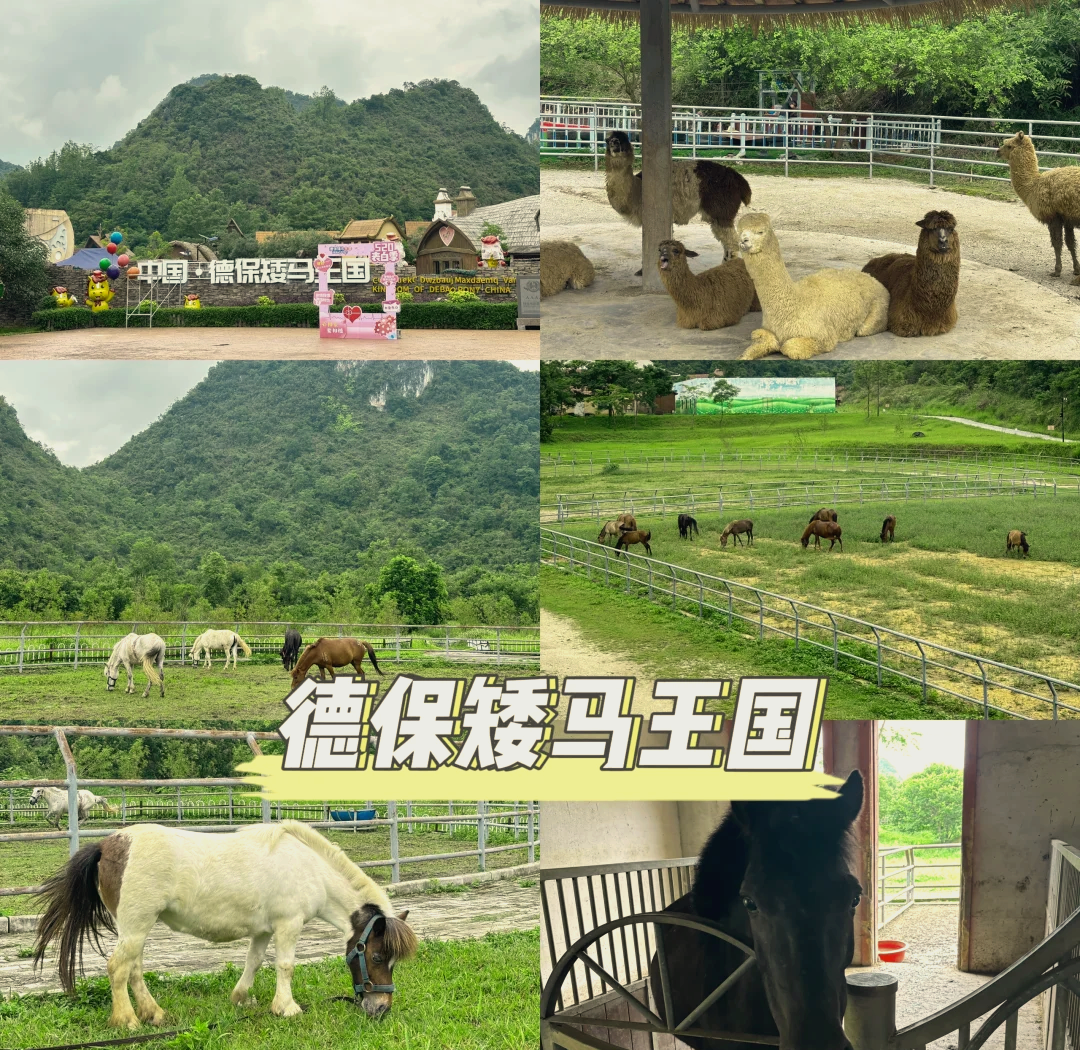 德保矮马在旅游景区供儿童骑乘