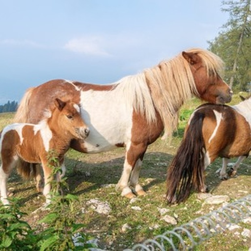 德保矮马与幼驹在牧场中活动