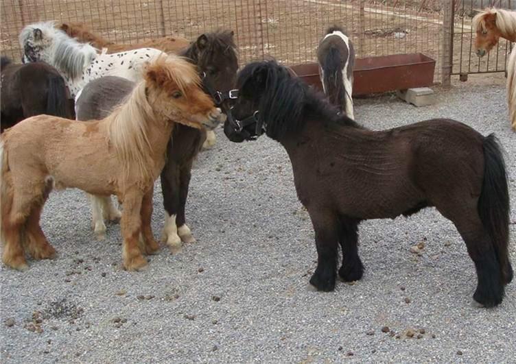 设特兰矮马与儿童互动场景