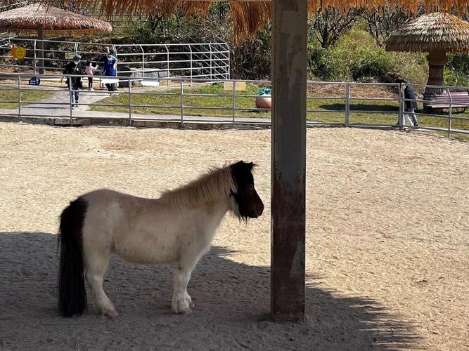 一匹斯特兰小矮马与儿童在围栏内亲密互动