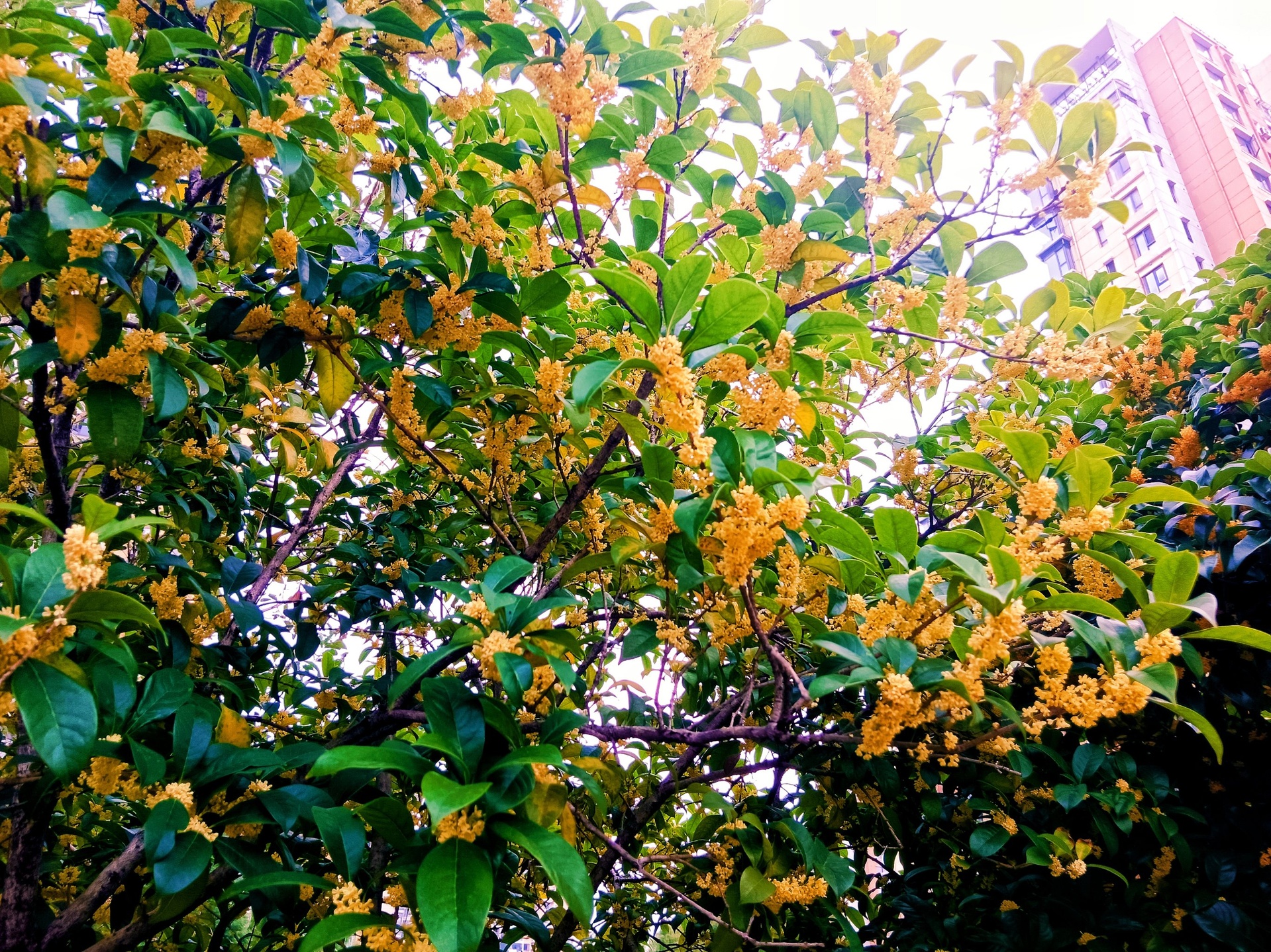 一棵高大的桂花树正处于盛花期,枝叶间密布着金黄色的小花簇,阳光透过树叶洒在花瓣上,散发出温暖光泽,背景为秋日清晨的朦胧园林景观 八月桂花树盛开特写