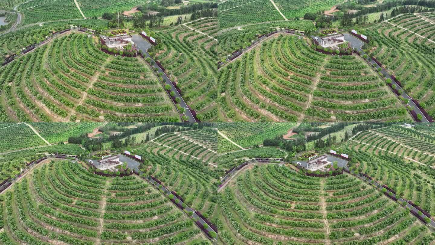 陕西省洛南县航拍画面,展示连片的白皮松人工林与天然次生林交错分布,林相整齐,树冠呈伞形或塔形,背景为秦岭山脉轮廓,林下可见零星种植的中药材如丹参、黄精,体现立体林业生态模式 洛南县白皮松林航拍图