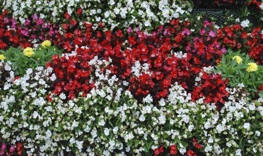 松雪梅(左)与松红梅(右)花型对比图,展示白花与红花的区别 松雪梅与松红梅花型对比