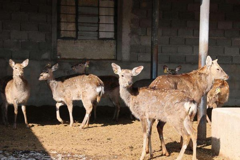 鹿类解剖示意图