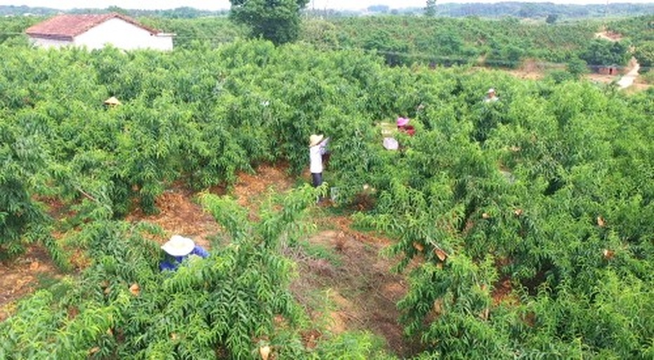一位农民在果园中采摘木瓜,手持镰刀割下挂在树上的成熟木瓜,身穿草帽和工作服,周围是茂密的木瓜树和热带田园风光 一位农民在果园中采摘木瓜,手持镰刀割下挂在树上的成熟木瓜,身穿草帽和工作服,周围是茂密的木瓜树和热带田园风光