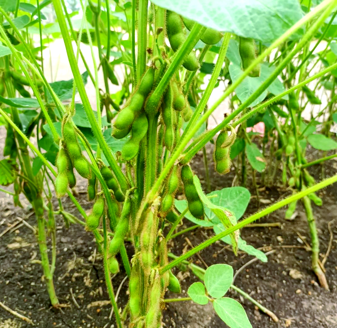 毛豆植株特写