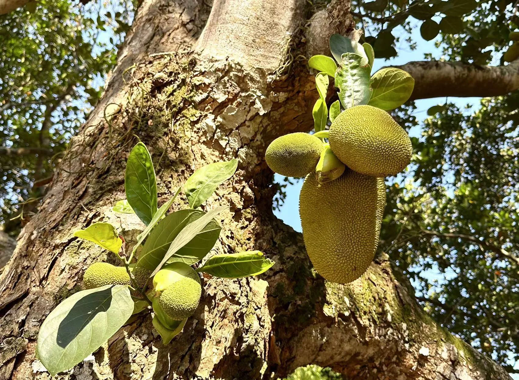 海南万宁礼纪镇标准化菠萝蜜种植基地航拍图
