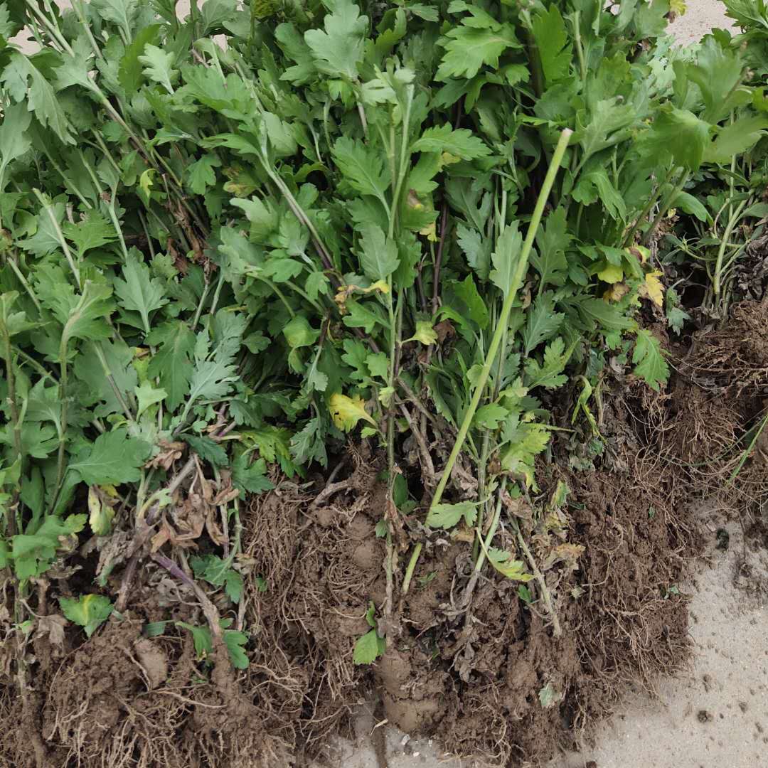 野菊花幼苗形态特写：4片真叶期，茎秆紫红、叶片厚革质、叶缘锯齿清晰，根系洁白须根密集
