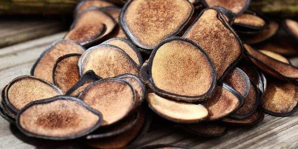 显微镜下鹿茸横切面图像,显示外层为密布茸毛的表皮组织,中间为疏松结缔组织与大量毛细血管网,内部可见软骨细胞排列,尚未发生骨化,标注了IGF-1富集区域 鹿茸显微结构示意图