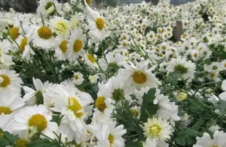 野菊花特写