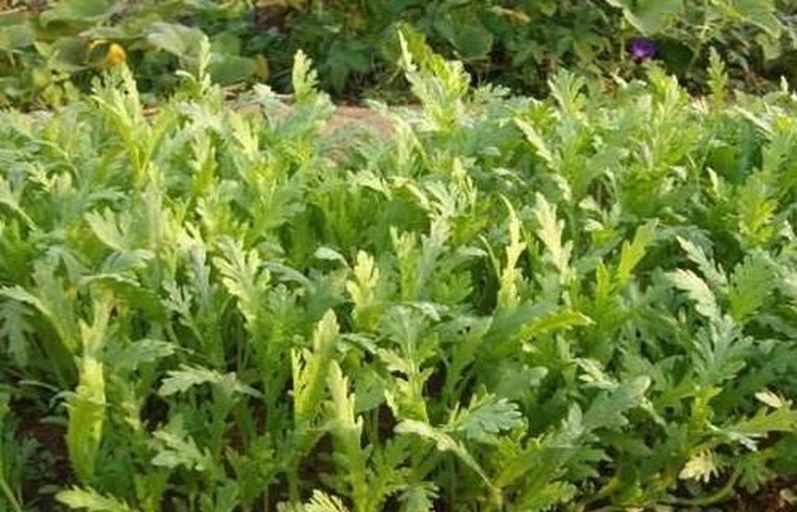 一片绿油油的油麦菜田,植株低矮密集,叶片细长呈深绿色,叶面光滑有光泽,背景为泥土和阳光照射下的自然农田环境,突出其作为叶菜的生长状态 田间生长的油麦菜特写