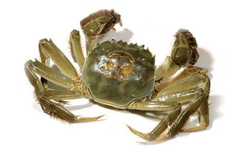 阳澄湖大闸蟹特写