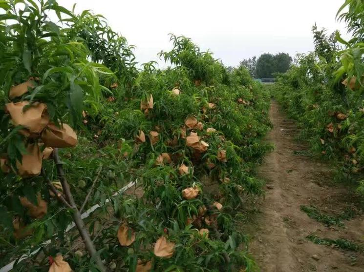 展示桃园管理人员正在进行果实套袋和喷药作业的现场画面 桃园管理现场图
