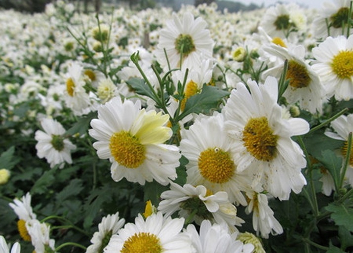 野菊花田间生长实景