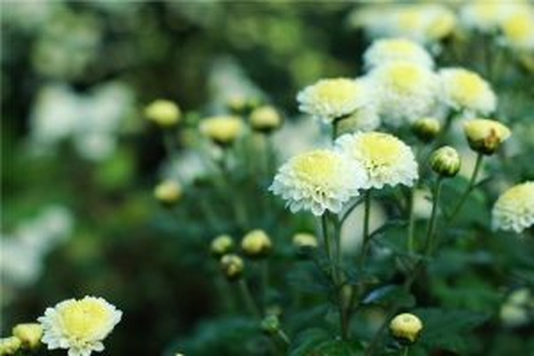 高清静物摄影:俯视角与45度侧视角融合构图,突出花瓣纹理与层次关系;主花百合花瓣边缘微透光,雏菊花心金黄清晰可见;枝叶自然下垂形成柔美弧线,无明显人工修剪痕迹,呈现‘生长中’的生命感 雏菊与百合组合插花特写:白色亚洲百合居中盛放,三朵粉白渐变小雏菊错落环绕,配尤加利叶与银叶菊作衬,整体置于哑光陶土圆 vase 中,背景为浅米色亚麻布