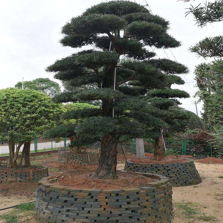 庭院中的红枫树