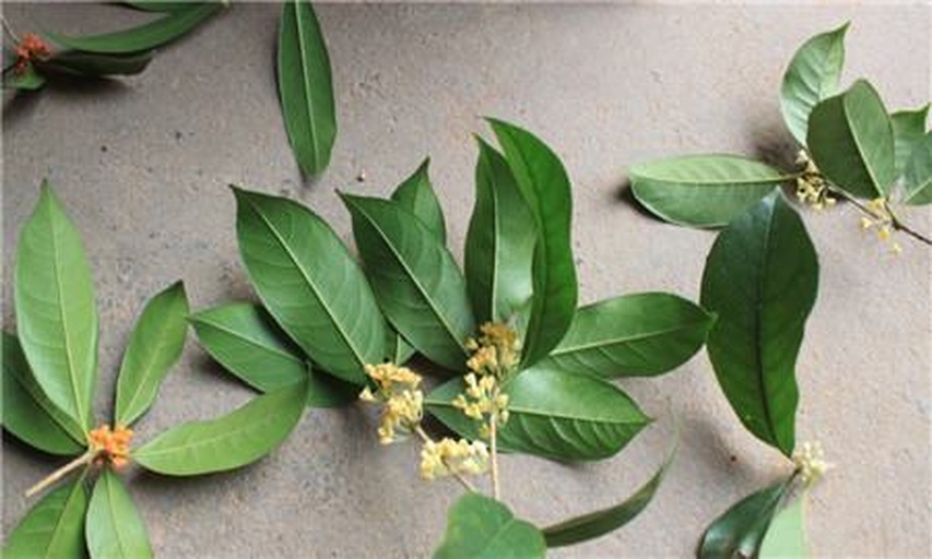 红梅与桂花的原材料展示