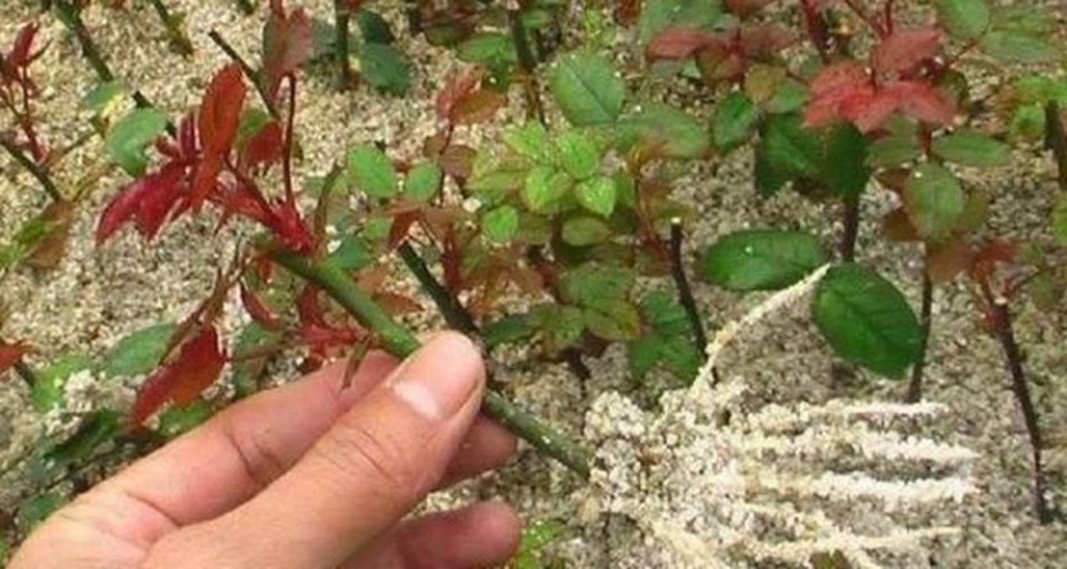 四季玫瑰扦插繁殖过程示意图