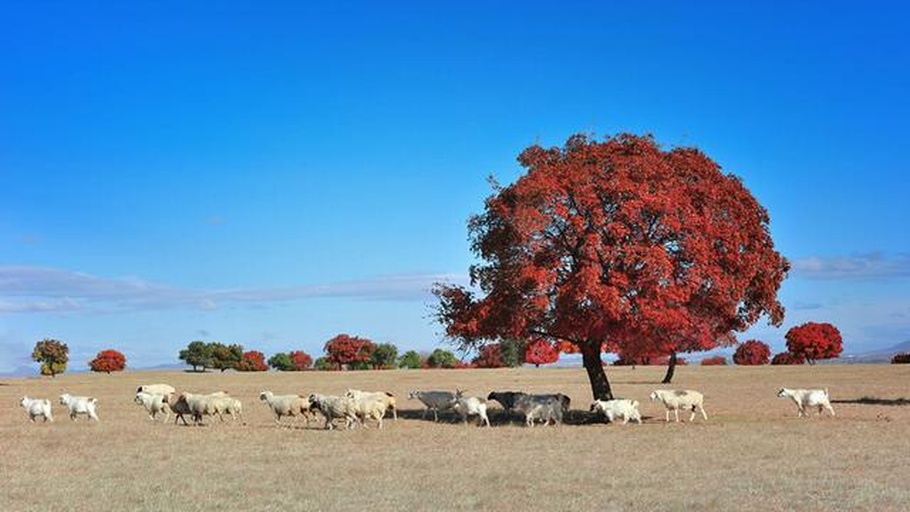 苏尼特草原放牧场景