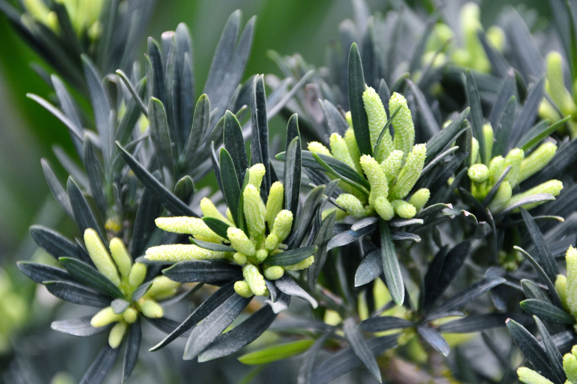 罗汉松结果特写