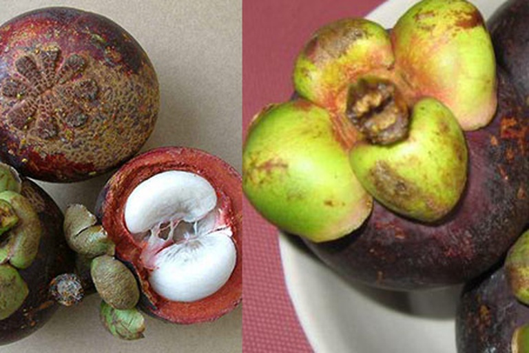 山竹果蒂与底部细节