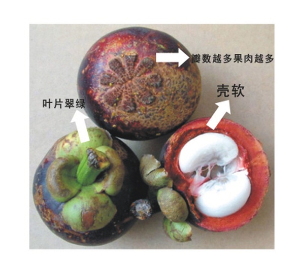 山竹果实剖面图
