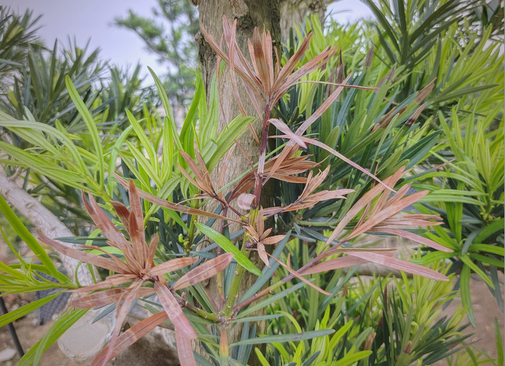 罗汉松叶片背面出现灰白色绒毛状霉层显微示意图