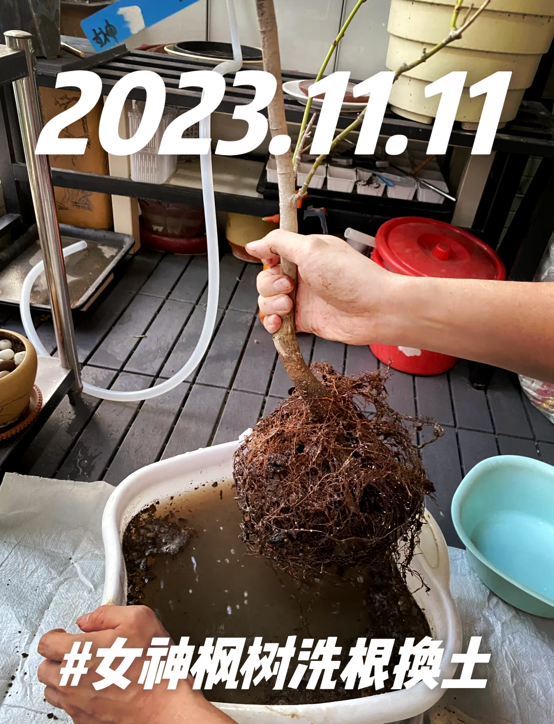 红枫种植土壤改良示意图