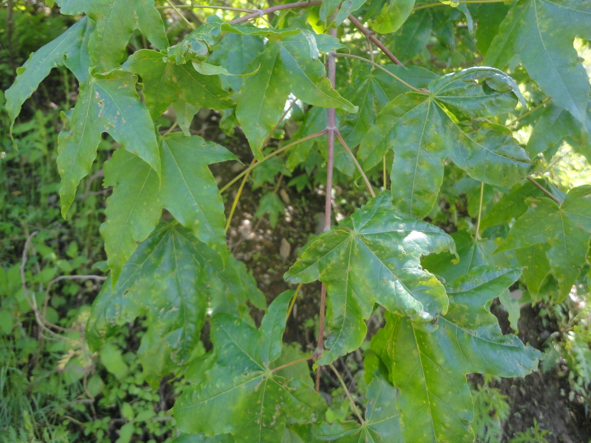 红枫叶片边缘干枯焦黄特写