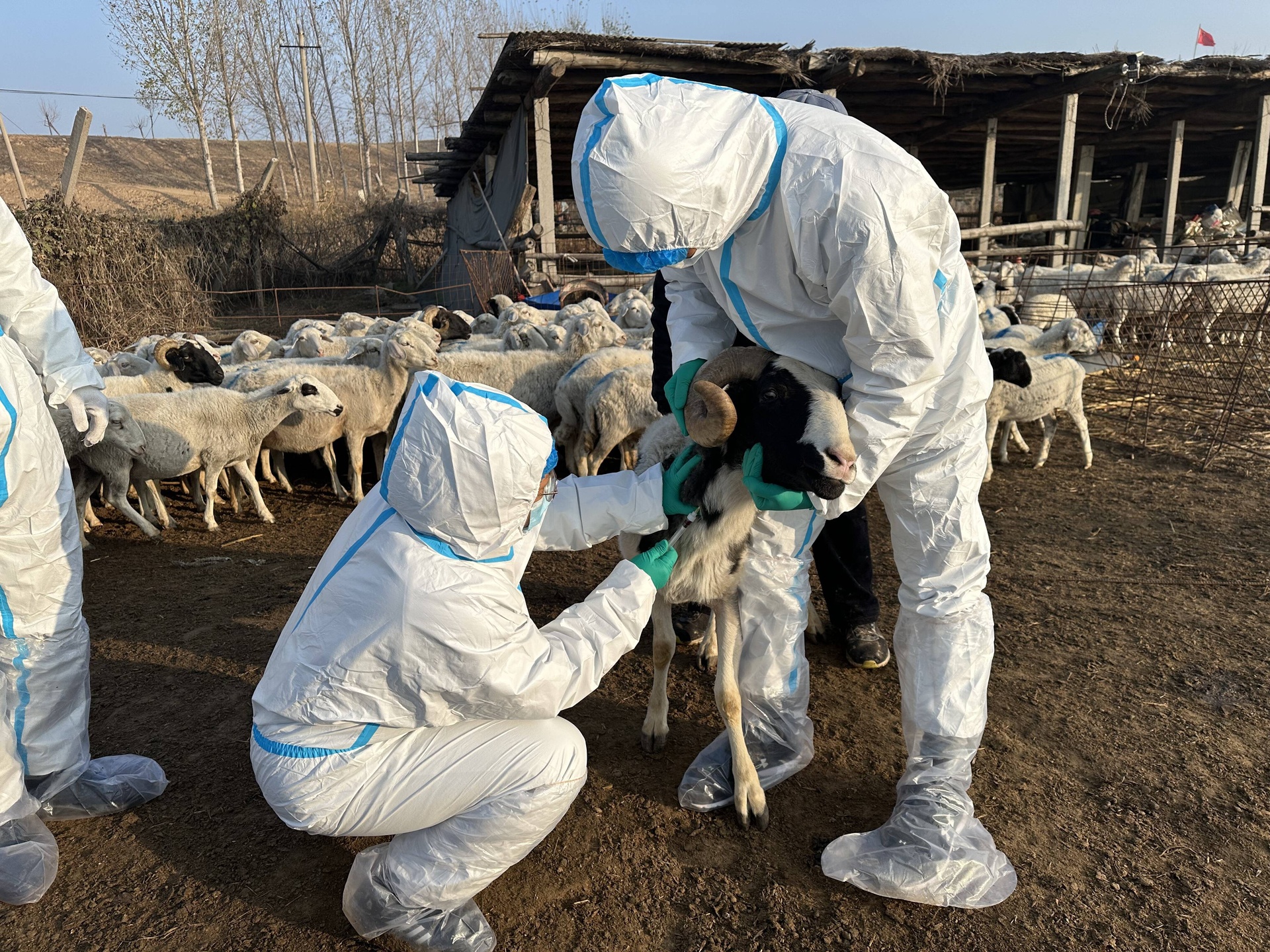养殖场技术人员检查羊只健康状况