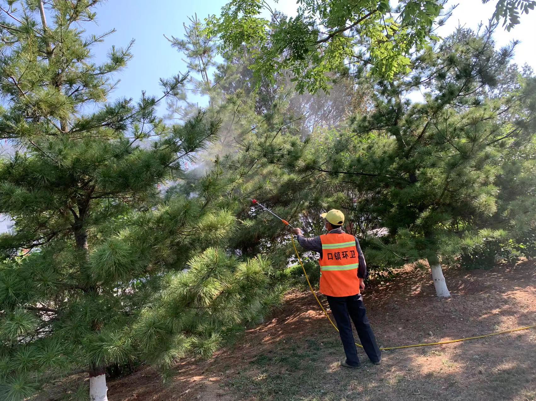 罗汉松叶面喷肥现场操作图