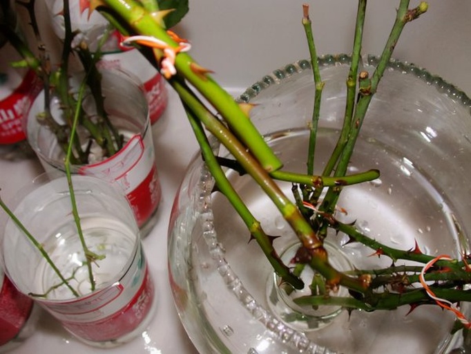 流程图展示侧柏水培五个阶段:1. 采条修剪;2. 插入清水中;3. 愈伤组织形成;4. 不定根出现;5. 移栽至花盆基质。每个阶段配有简笔画图标和文字说明 侧柏水培与移栽全过程示意图