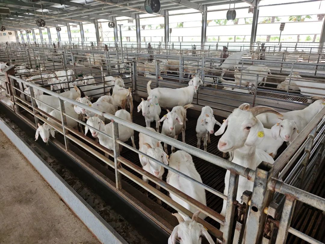 白条羊成年母羊群体