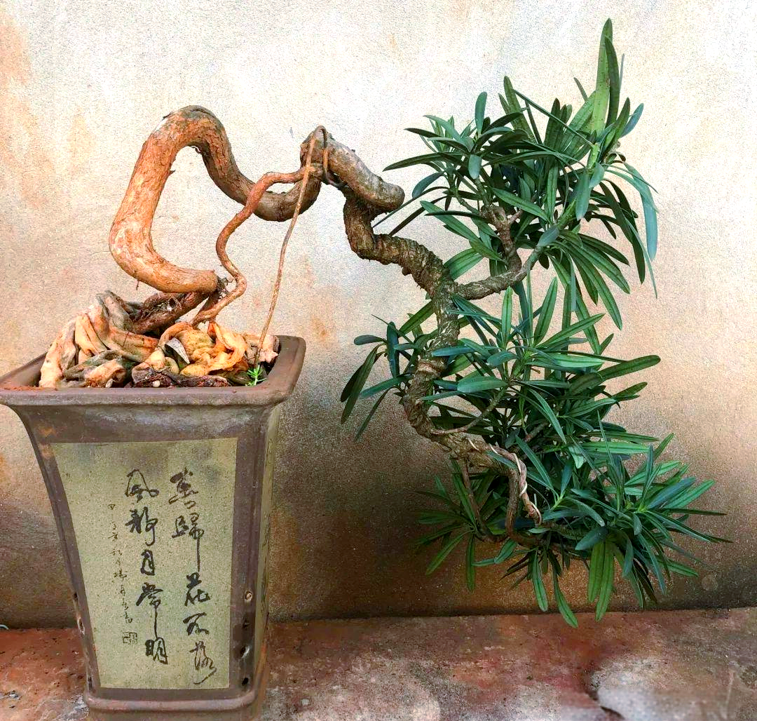 一盆高约45cm的侧柏文人树型盆景:主干呈S形右倾,表皮龟裂呈灰白色,局部附生青苔;仅存三枚出枝,分别位于主干中上部,角度开张自然,末梢细韧如笔;叶片密集翠绿,基部略泛蓝灰调;配紫砂签筒式盆器,盆面铺青苔与黑卵石,整体构图空灵简远,具典型宋元文人画意境 侧柏文人树型盆景特写