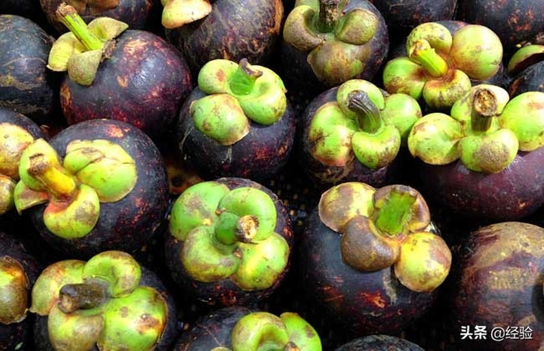 山竹果蒂对比图